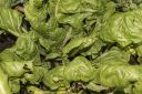 Dateiname=2018_10_07_veganerauflauf_00.jpg
Dateigröße=616KB
Abmessungen: 1200x800
hinzugefügt am: 07. Oktober 2018 2018_10_07_veganerauflauf_00.jpg